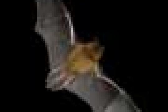 研究称蝙蝠或借助“声流速度”在全黑环境中精准穿行复杂栖息地