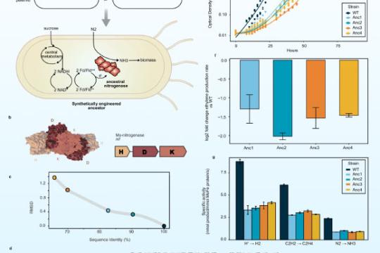 研究团队“复活”32亿年前固氮酶 揭示早期地球氮循环特征
