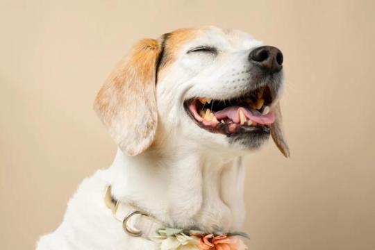 犬类健康初创公司Loyal累计融资逾2.5亿美元 推进延寿药物研发