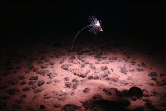 科学家拟赴深海验证“暗氧”现象 推出可下潜11公里新型着陆器