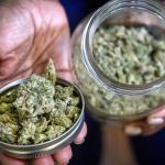 特朗普政府推动大麻重新分类 研究与合规环境或迎重大调整