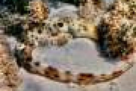 开放量子设计推出开源全栈量子计算机，滑铁卢大学团队倡导协作研发