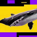 比特币回调或未结束：鲸鱼反弹减仓、零售逢低加仓引发看跌信号