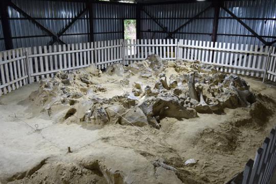 研究称乌克兰梅日里奇猛犸象骨结构曾使用逾四个世纪