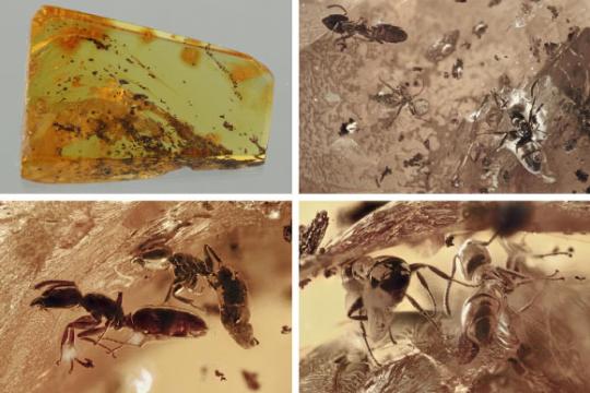 化石琥珀揭示古代蚂蚁与螨虫等生物间可能生态互动