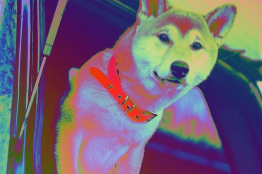 Buterin回顾意外获赠柴犬币：约10亿美元慈善资金流向引发对AI政策用途质疑