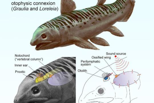 研究称三叠纪腔棘鱼或通过骨化肺部感知水下声音