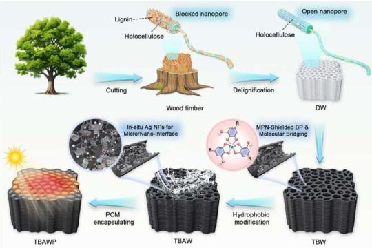 工程化轻木让太阳能在日落后继续“发热”