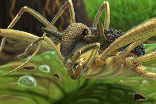 乌克兰与波罗的海始新世琥珀中发现首个正盔蛛亚科化石物种