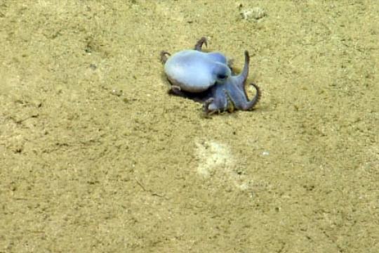 科学家在加拉帕戈斯群岛近海深水发现新种深海章鱼