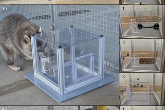 研究称浣熊解谜不止为觅食 或与其城市适应力相关