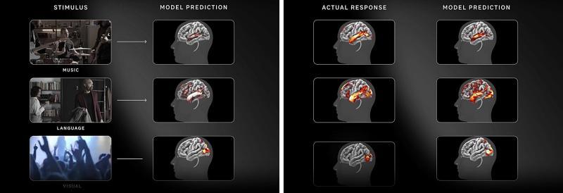 stimulus and model prediction-side.jpg