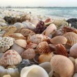 贝壳变“矿厂”：用废弃牡蛎壳回收稀土元素