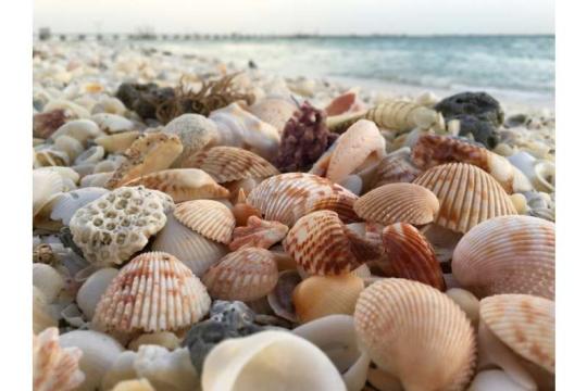 贝壳变“矿厂”：用废弃牡蛎壳回收稀土元素