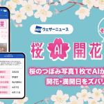 拍一张樱花花蕾照，就能算出开花日与满开日：Weathernews 推出「樱花AI开花预报」