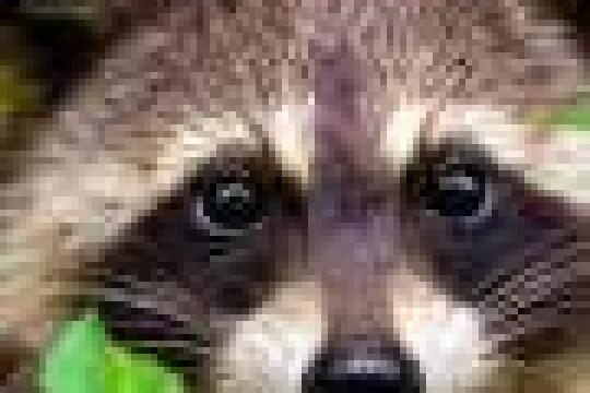 滑铁卢大学团队发起非营利开源项目，推出“全栈”量子计算机以促进行业协作