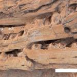 摩洛哥晚白垩世磷酸盐层发现巨型蛇颈龙新种