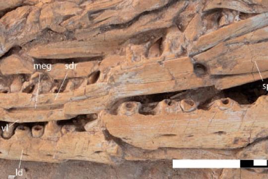 摩洛哥晚白垩世磷酸盐层发现巨型蛇颈龙新种